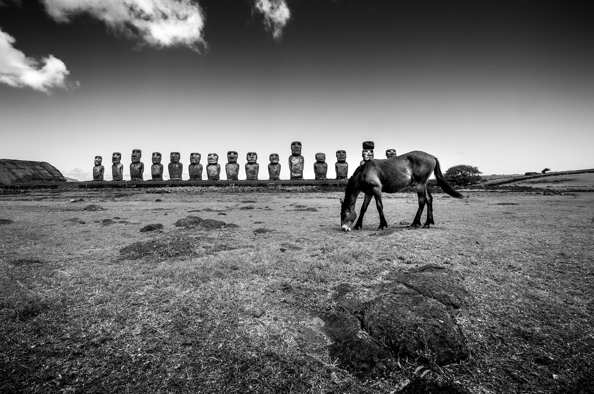 Black and white photograph oof a horse on Easter Island.