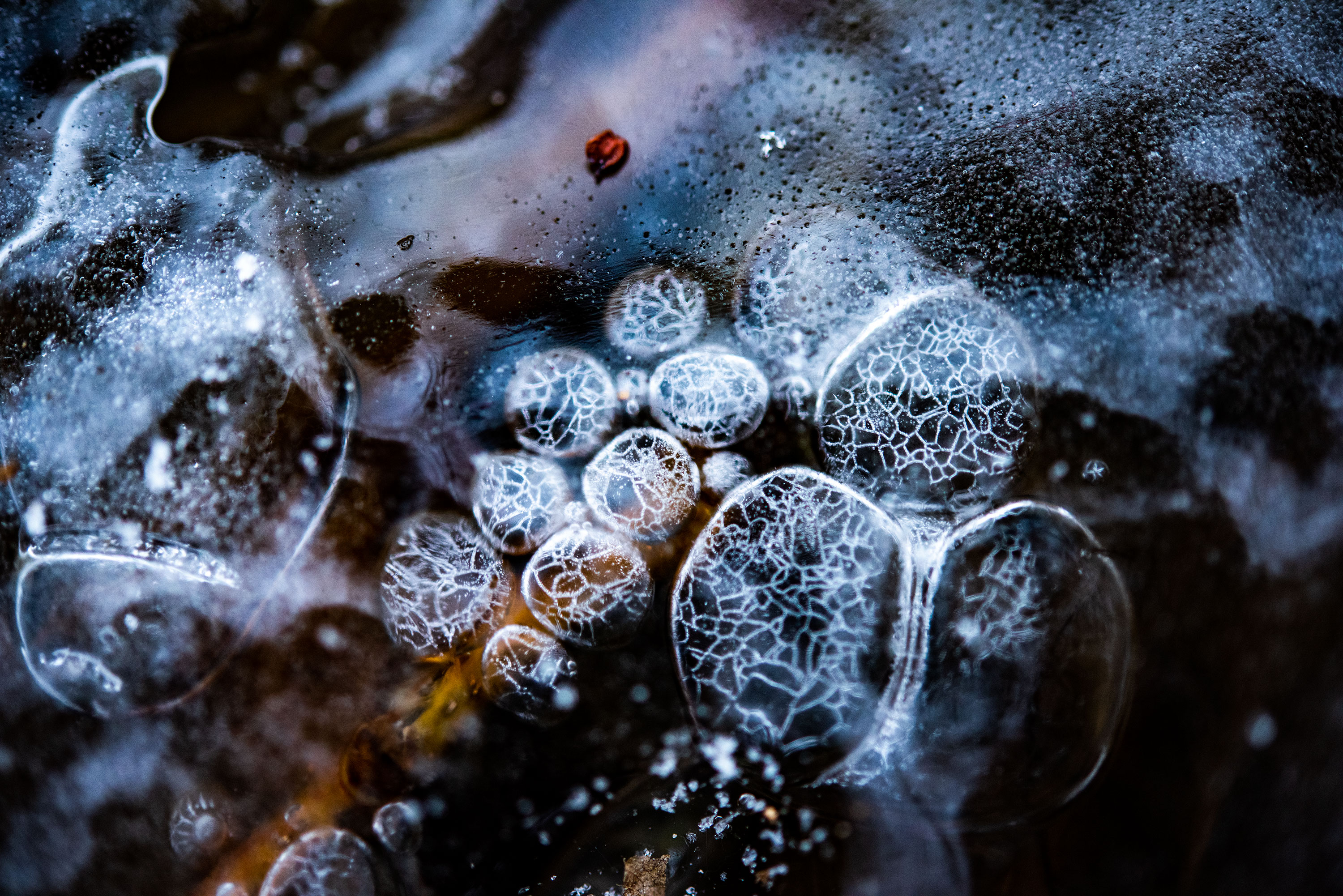 Macro photography of a frozen pond, located in Lausanne, Switzerland.