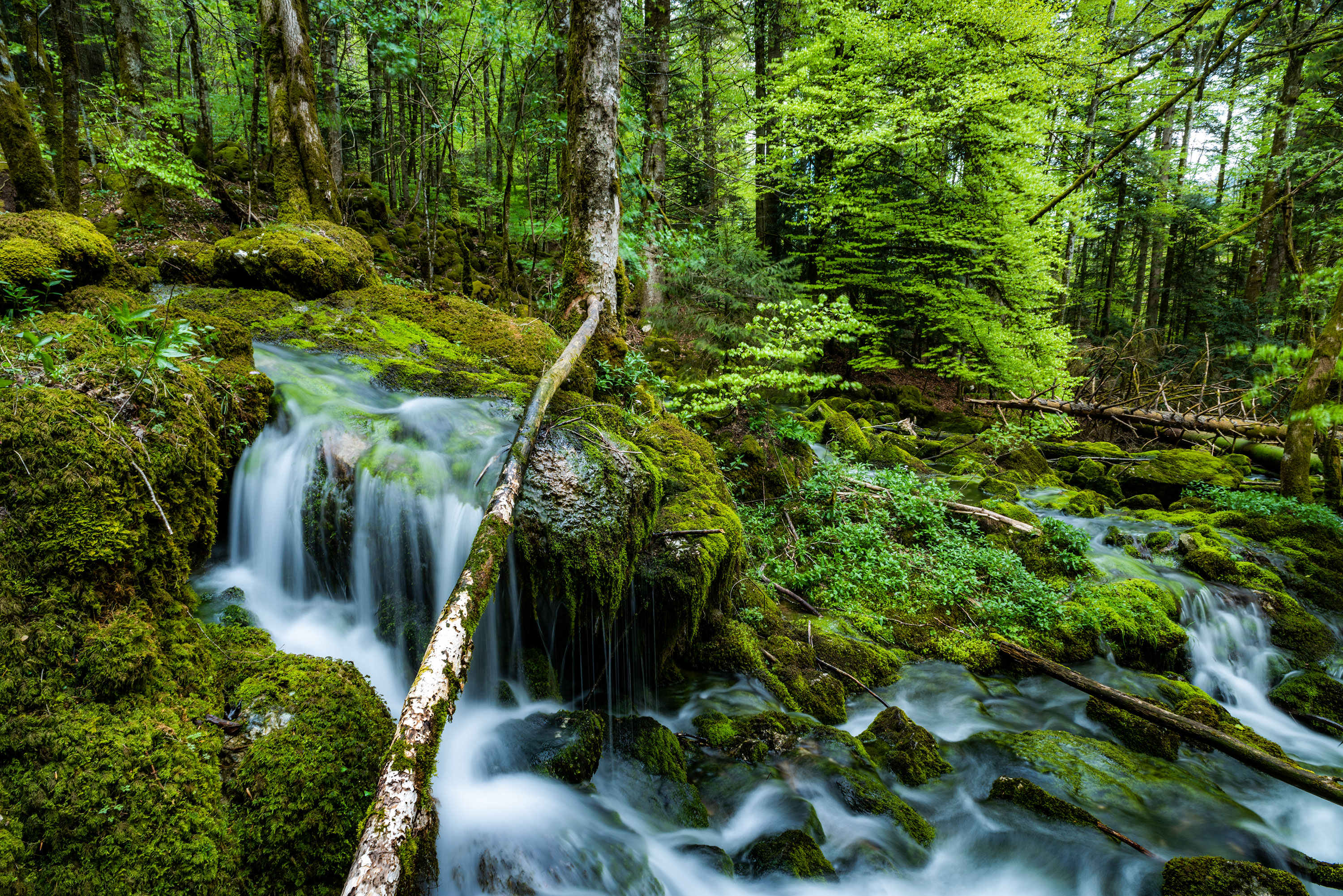 Forest and river landscape photography, in Switzerland. Image by Jennifer Esseiva.
