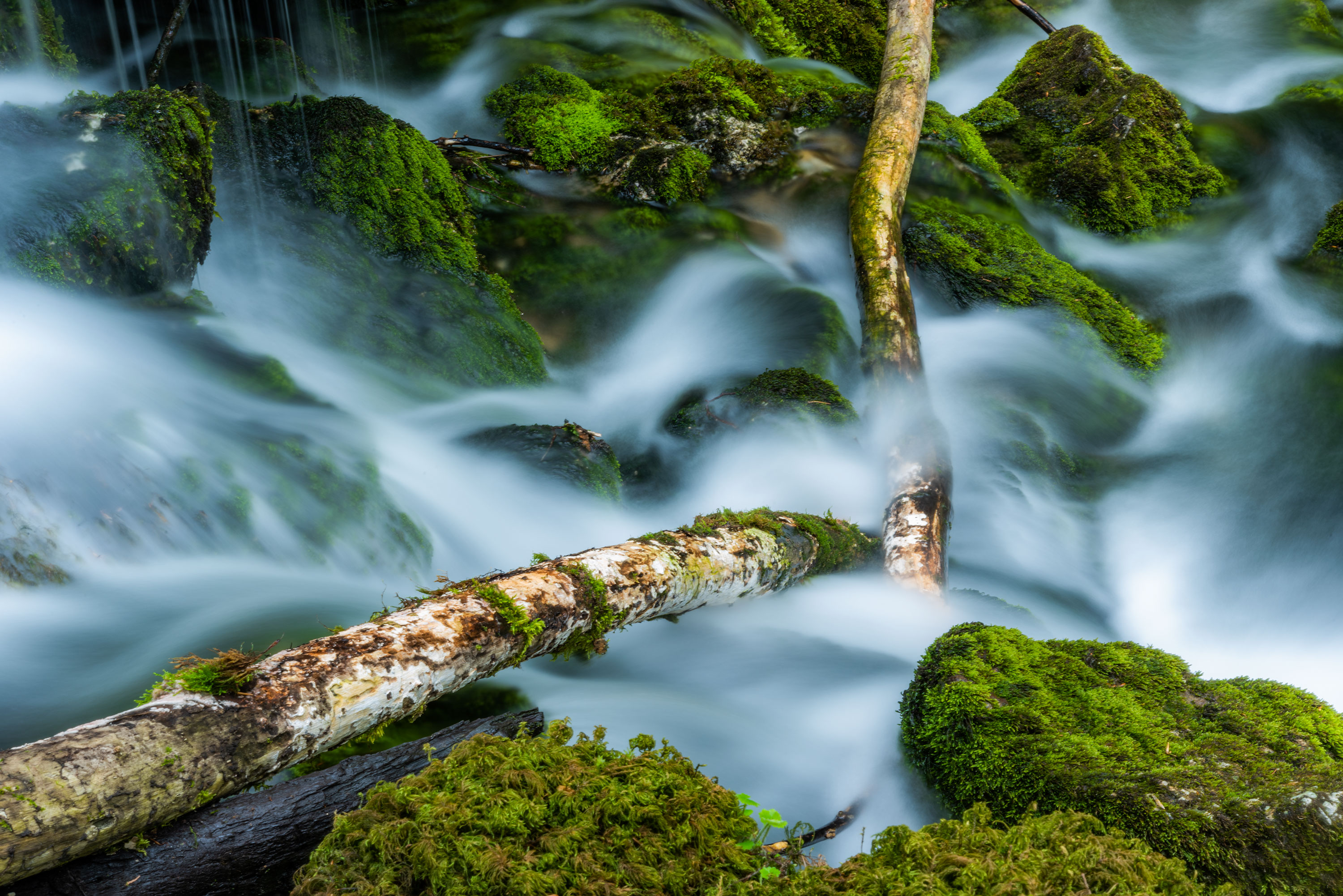 Forest and river landscape photography, in Switzerland.
