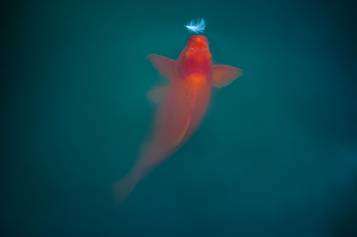 Fine art photography of an orange koi fish attracted by a white feather.