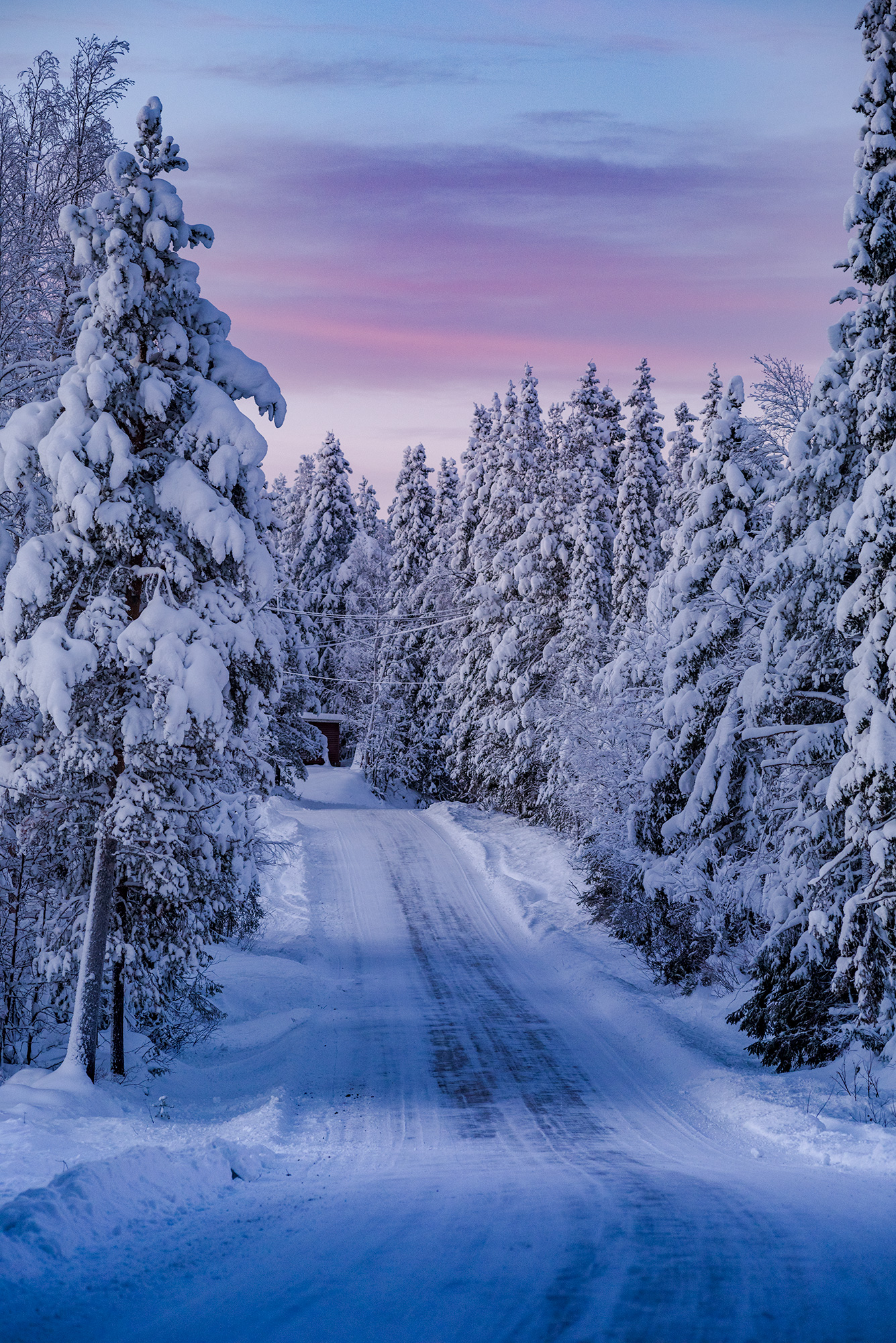 Snow-covered Lapland forest at sunset, photographed by swiss artist Jennifer Esseiva.