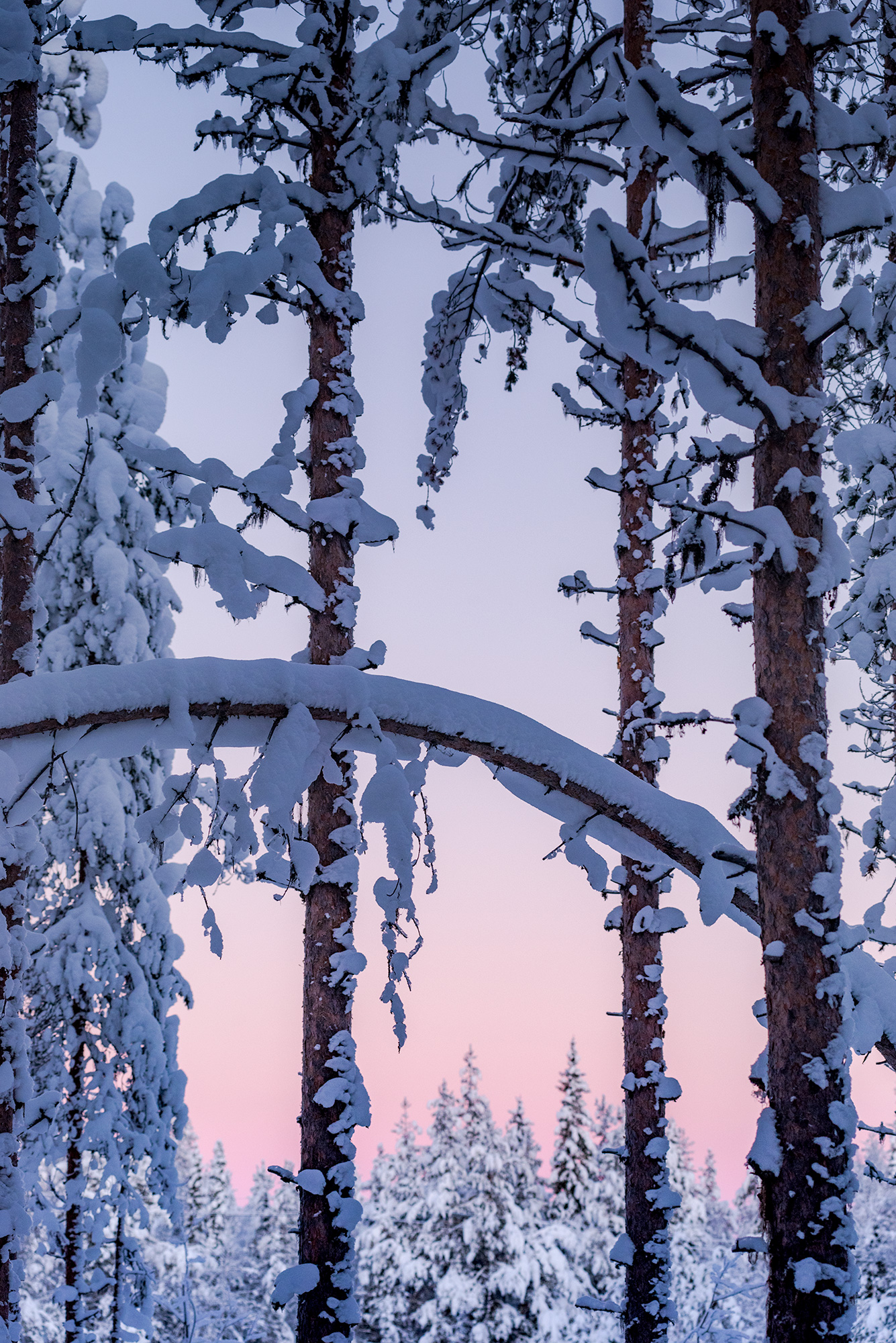 Snow-covered Lapland forest at sunset, photographed by swiss artist Jennifer Esseiva.