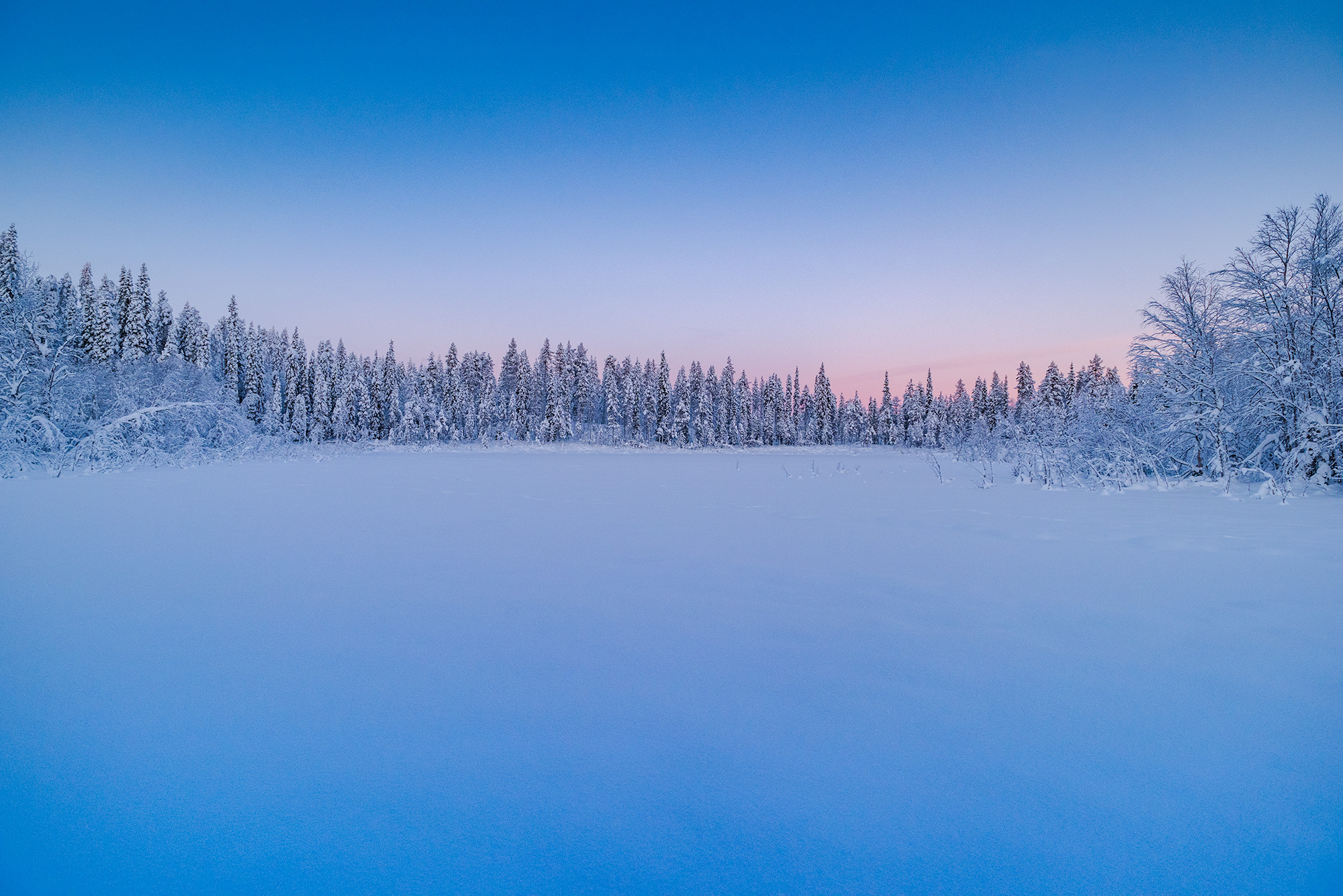 Snow-covered Lapland forest at sunset, photograph by Jennifer Esseiva.