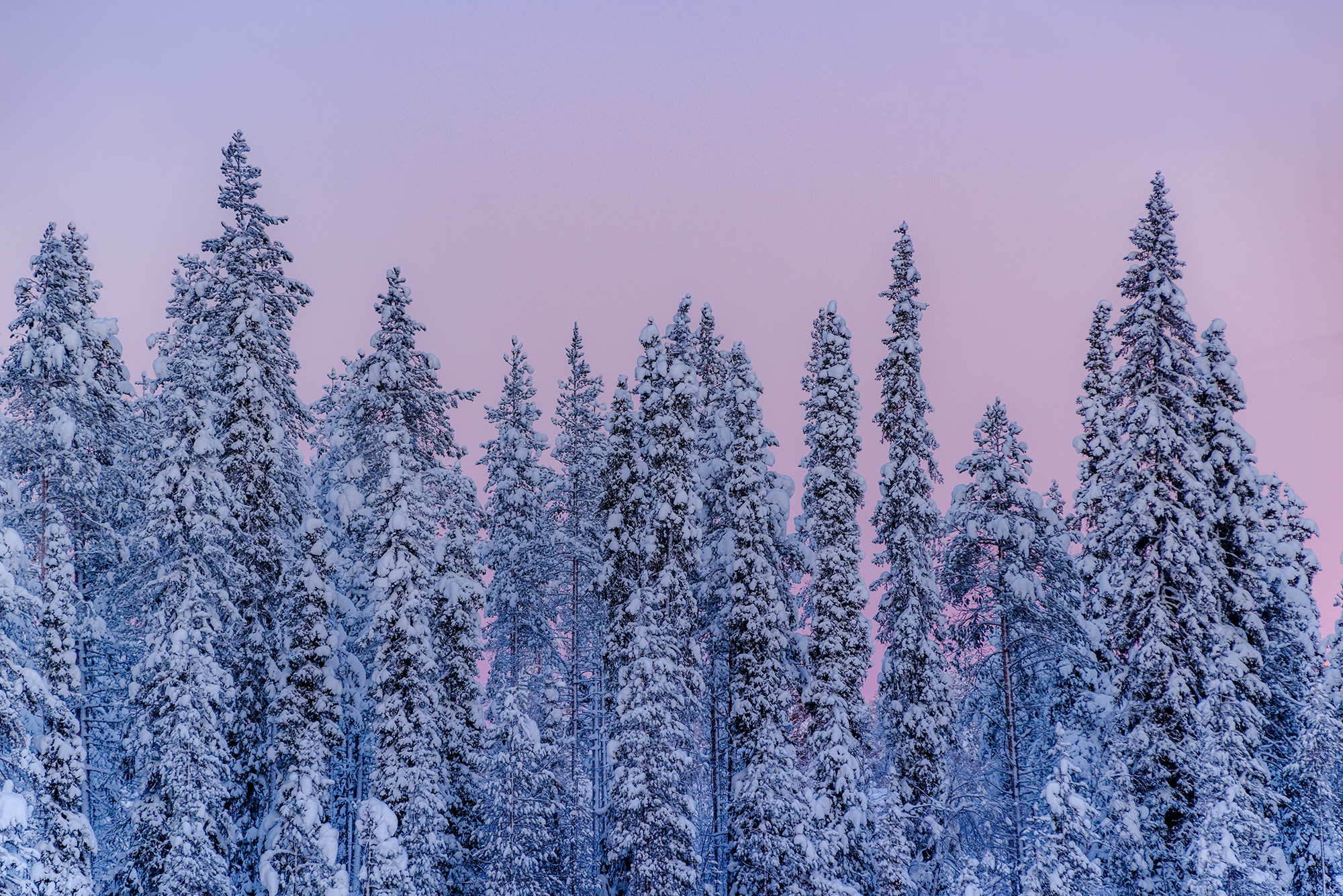 Photograph of a Lapland fir forest covered with snow at sunset.