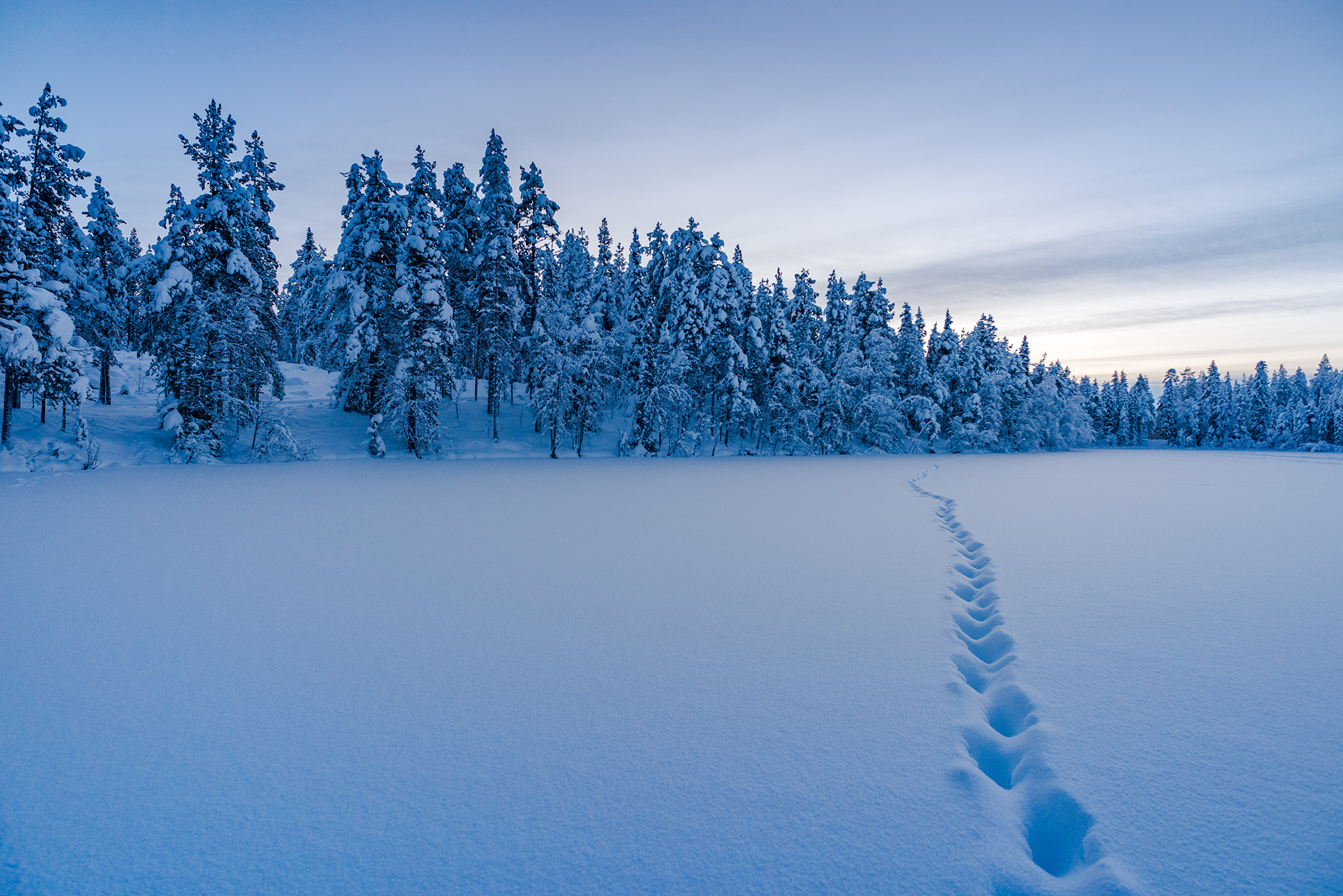 Photo of a snow-covered forest in Lapland at sunset.