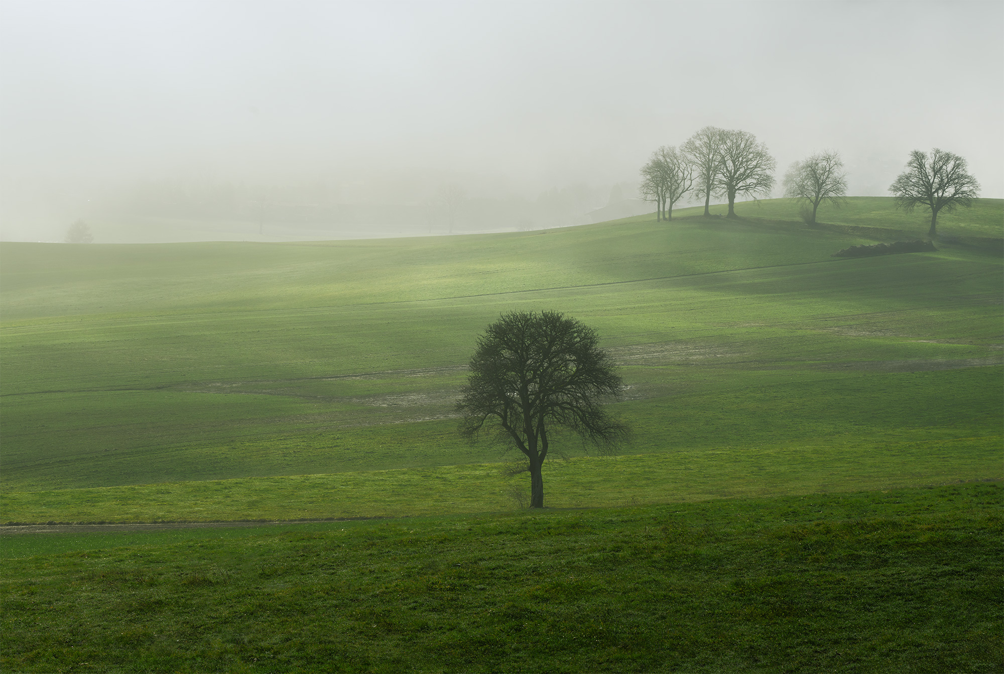 Embark on a visual journey through the lens of Swiss artist Jennifer Esseiva, captured with her Nikon Z8. This mesmerizing landscape photograph unveils the typical countryside of Canton Fribourg at sunrise, shrouded in ethereal morning fog. The Prealps stand majestically in the background, adding a breathtaking dimension to the scene. Experience the tranquil beauty of Swiss landscapes through Jennifer's lens.