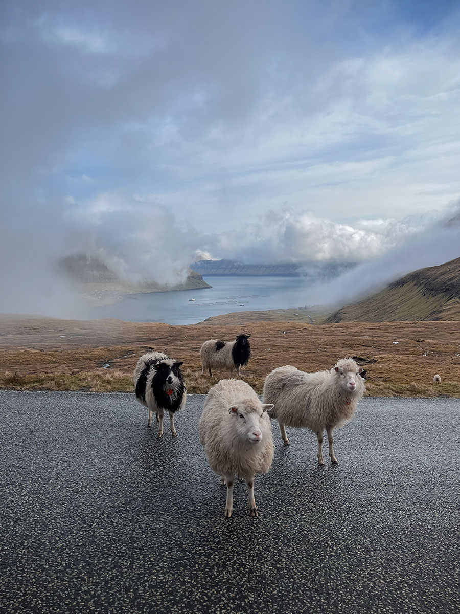 This charming image captures the idyllic scene of cute sheep leisurely grazing along the road to Hellur in the Faroe Islands. The fluffy inhabitants dot the landscape with their endearing presence, adding a touch of warmth to the scenic surroundings.