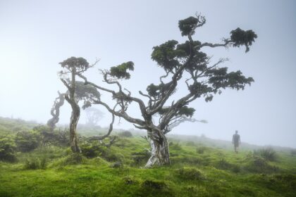 Transport yourself to the mystical landscapes of Pico Island in the Azores with this captivating photograph captured by a skilled travel and landscape photographer. Amidst the ethereal mist of a foggy day, the trees of the Lake of Capitão stand tall, their forms obscured yet majestic. A lone hiker traverses the winding path, adding a sense of scale and adventure to the scene. This fine art composition expertly blends elements of landscape photography with the intrigue of travel exploration, inviting viewers to immerse themselves in the otherworldly beauty of Pico Island. From the serene misty ambiance to the rugged terrain, every detail evokes a sense of wonder and discovery. Experience the magic of this mystical landscape through the lens of the photographer, where nature's mysteries unfold in breathtaking beauty.