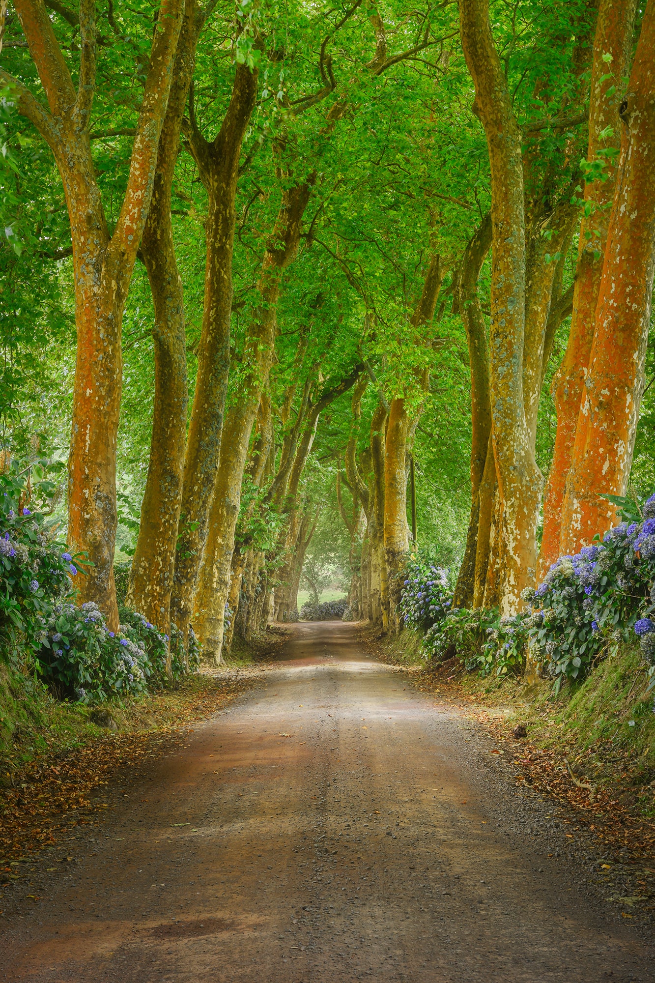 Experience the serene beauty of Alameda dos Plátanos forest in São Miguel, Azores, through the lens of Jennifer Esseiva and her Nikon D810. This forest landscape photography showcases the lush, luxurious trees that line the path, creating a captivating canopy of greenery. Immerse yourself in the tranquility of the Azorean forest as you wander through this enchanting landscape. Join Esseiva on this visual journey through São Miguel's natural wonders, where every frame captures the timeless charm and serene beauty of the Azores.