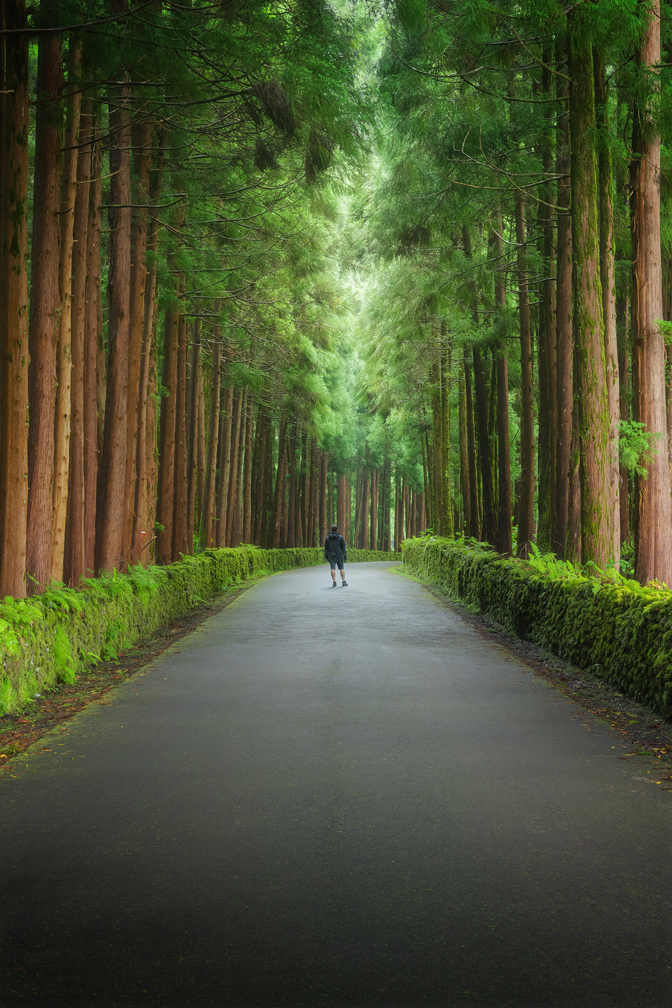 Experience the enchanting allure of Terceira Island as a lone figure wanders through a mystical pine alley. This captivating landscape photograph captures the serene beauty and mystique of Terceira's natural wonders. Prepare to be transported to a world of wonder and tranquility as you explore the magical atmosphere of this picturesque island destination.