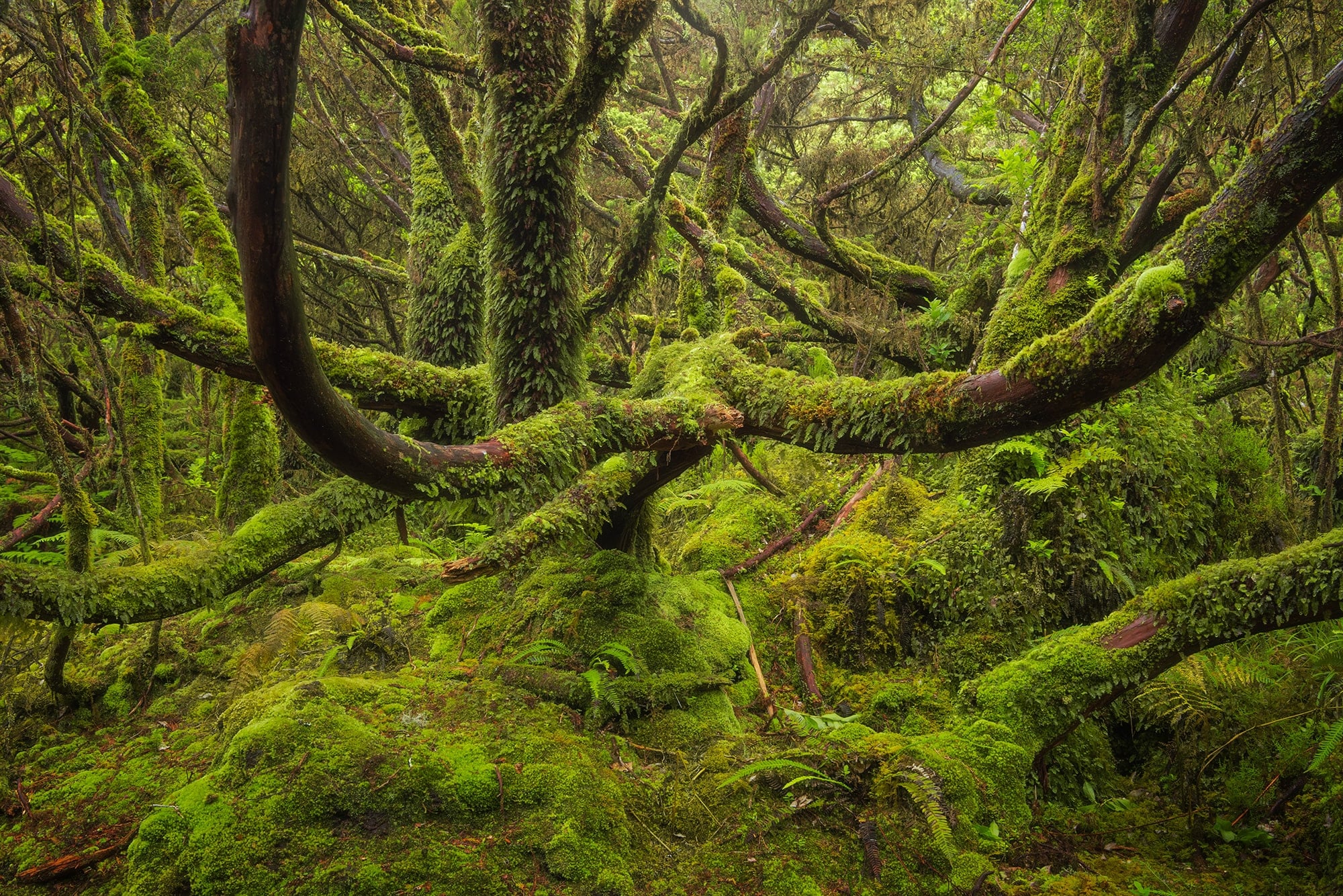 Unveil the timeless charm of Terceira Island in the Azores with this captivating photograph featuring an ancient tree adorned with lush moss in the heart of the black forest. Expertly captured, this stunning landscape photography showcases the rich natural beauty and serene ambiance of Terceira's unique ecosystem. Immerse yourself in the enchanting tranquility of this pristine island destination as you explore the hidden gems of its mystical forests.