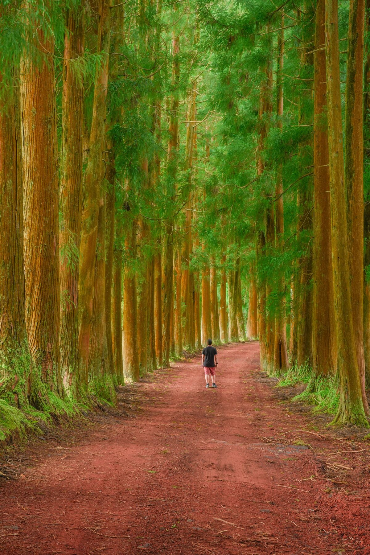 Embrace the mystical allure of Terceira Island as a lone figure stands amidst a enchanting pine alley, captured in this captivating landscape photograph. Transport yourself to a world of wonder and tranquility as you explore the serene atmosphere of this picturesque Azorean destination. Delve into the natural beauty and serene ambiance of Terceira's mystical landscapes, where every moment invites introspection and connection with nature's splendor.