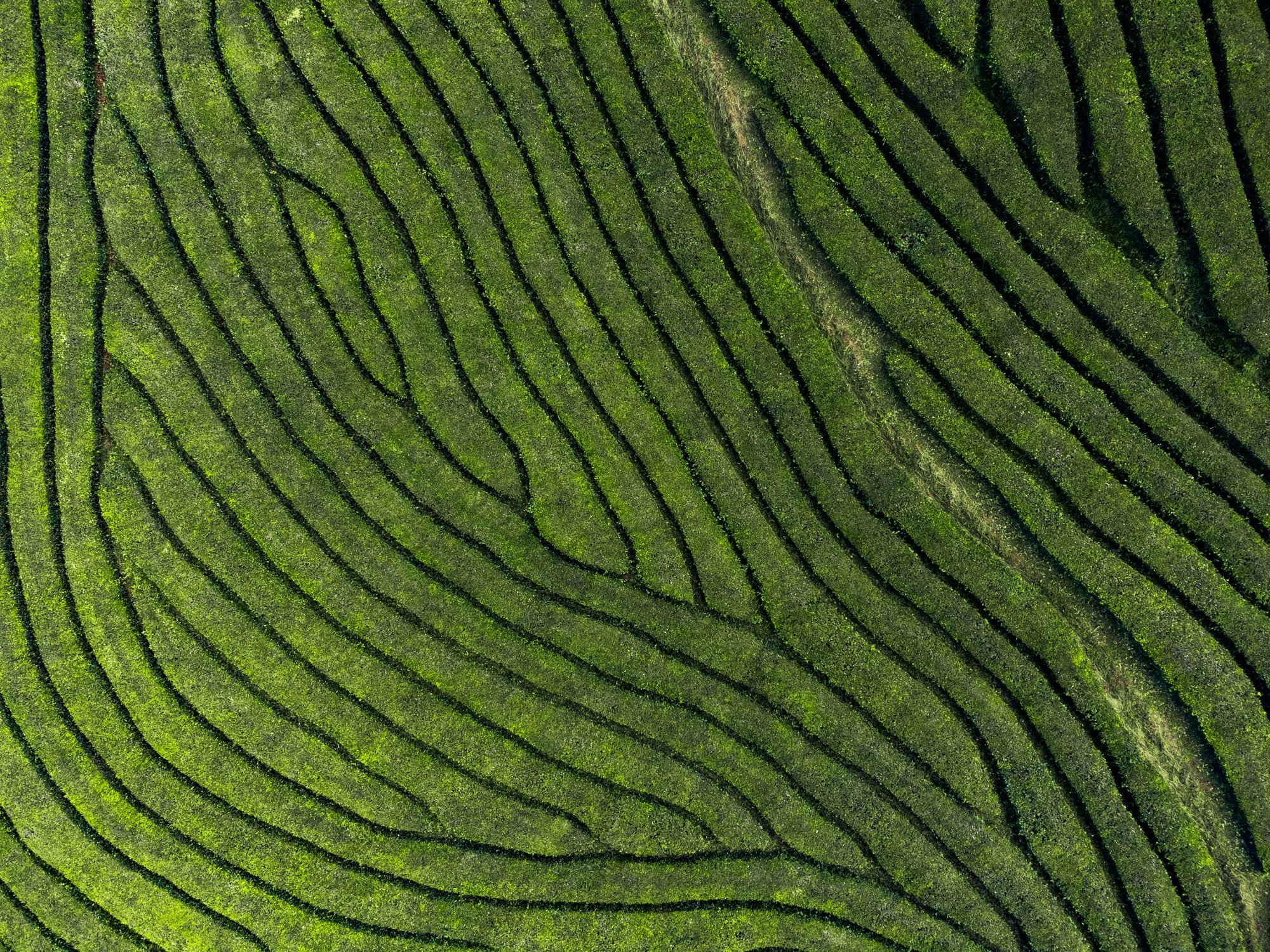 Aerial landscape photography capturing intricate design patterns originating from the Gorreana Tea Factory on São Miguel island in the Azores. This travel photograph showcases the unique beauty of the tea plantation from above.