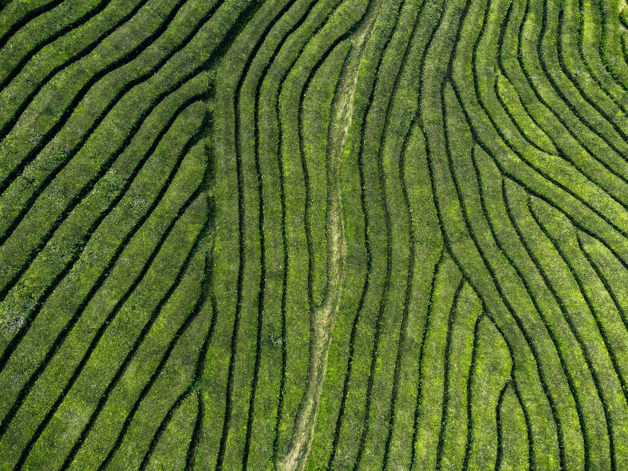 Aerial landscape photography showcasing the mesmerizing design patterns of the Gorreana Tea Factory on São Miguel island, Azores. This travel photograph captures the unique beauty of the tea plantation from above, offering a captivating glimpse of São Miguel's scenic allure.