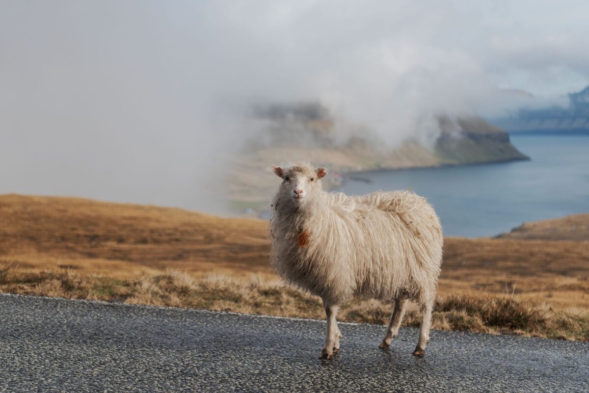 Sheep standing on the road in the Faroe Islands, with rugged green landscape in the background.