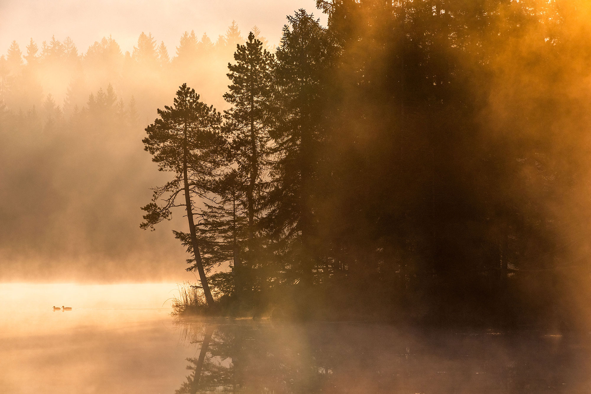 Embark on a visual journey through the lens of Swiss photographer Jennifer Esseiva, as she captures the ethereal beauty of a foggy sunrise over Étang de Gruère in the enchanting Jura Three Lakes region. Jennifer's landscape photography unveils the serene dance of light and mist, showcasing the lush forest surrounding the pond. Witness the subtle reflections on the water, as ducks gracefully navigate the tranquil pond, adding a touch of wildlife to this captivating scene. Immerse yourself in the artistry of Swiss photography, where every frame captures the enchantment of a mist-kissed morning.