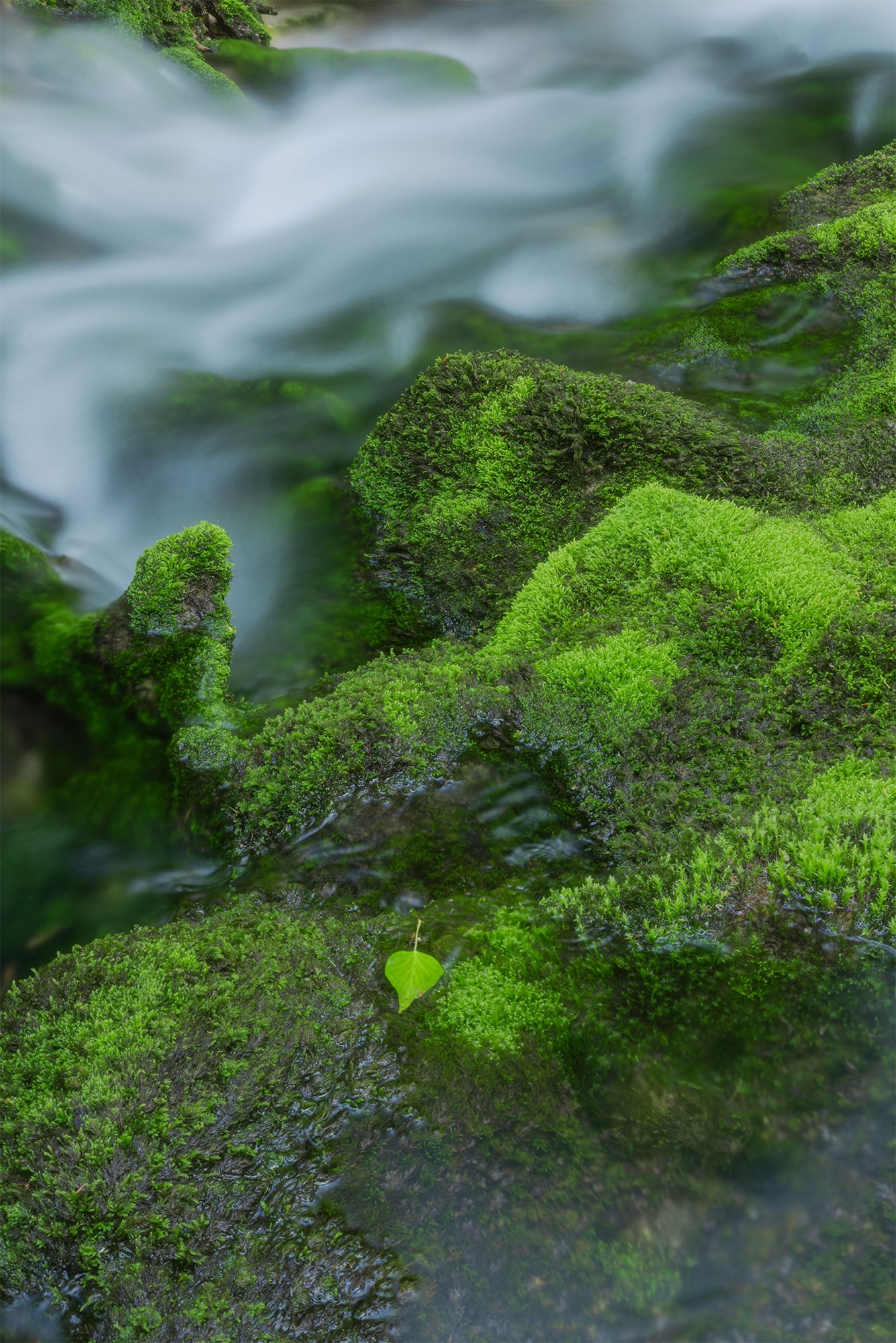 Landscape photography featuring a long exposure of a river in Switzerland, with moss-covered rocks and a standout light green leaf. Captured in spring in the Canton of Vaud, Switzerland, this photo was taken with the Nikon Z8.