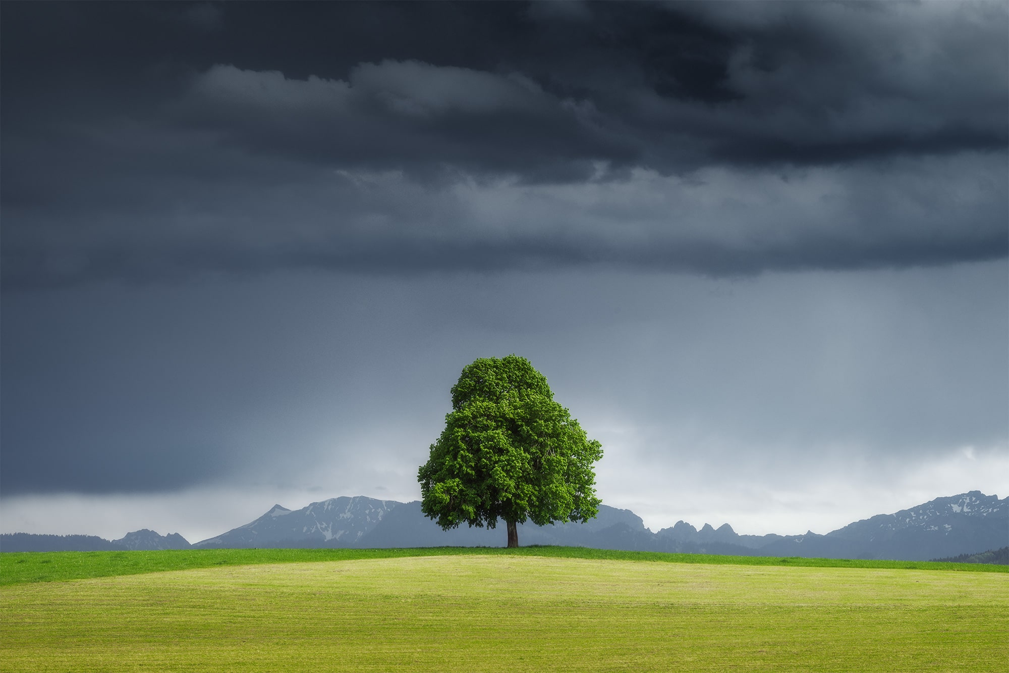 A captivating landscape photograph of a lonely tree atop a hill in Switzerland, Canton Fribourg. The majestic Swiss Alps loom in the background under a dramatic sky. Photo taken with the Nikon Z8.