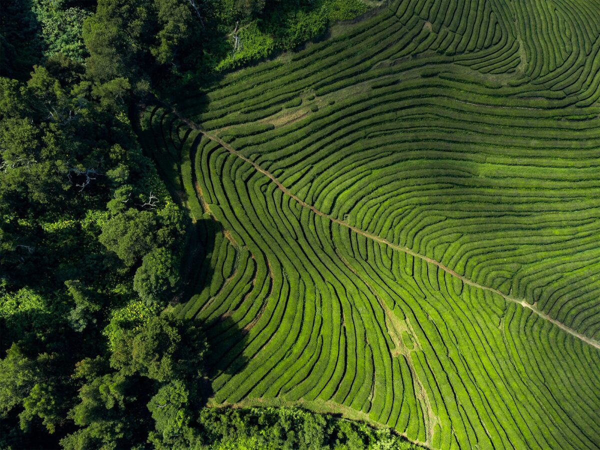 Aerial view of Gorreana tea plantation on São Miguel Island, Azores, showing patterned green fields from above.