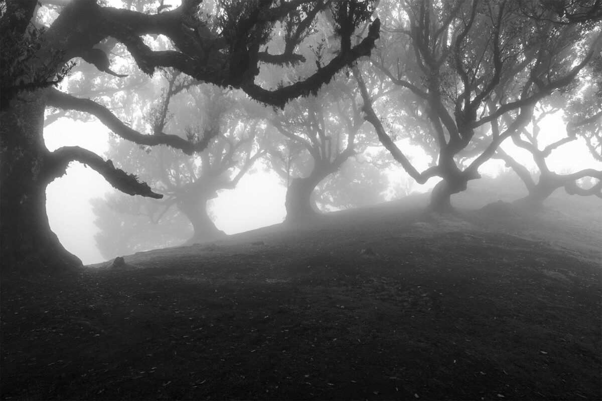 A dramatic black and white landscape image of Fanal Forest, Madeira, captured using a Nikon Z8. The photo features a hauntingly beautiful scene with misty, ancient trees enveloped in a moody atmosphere, enhancing the forest’s enchanted and otherworldly feel.