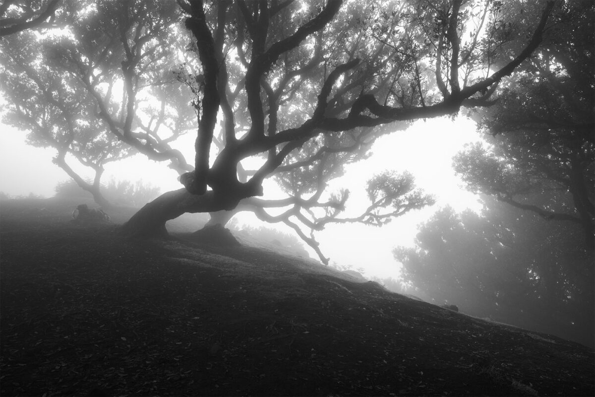 A striking black and white landscape shot of Fanal Forest in Madeira, taken with a Nikon Z8. The photograph emphasizes the forest’s mystical and moody ambiance, showcasing the enchanting, fog-covered trees that create a dramatic, ethereal scene.