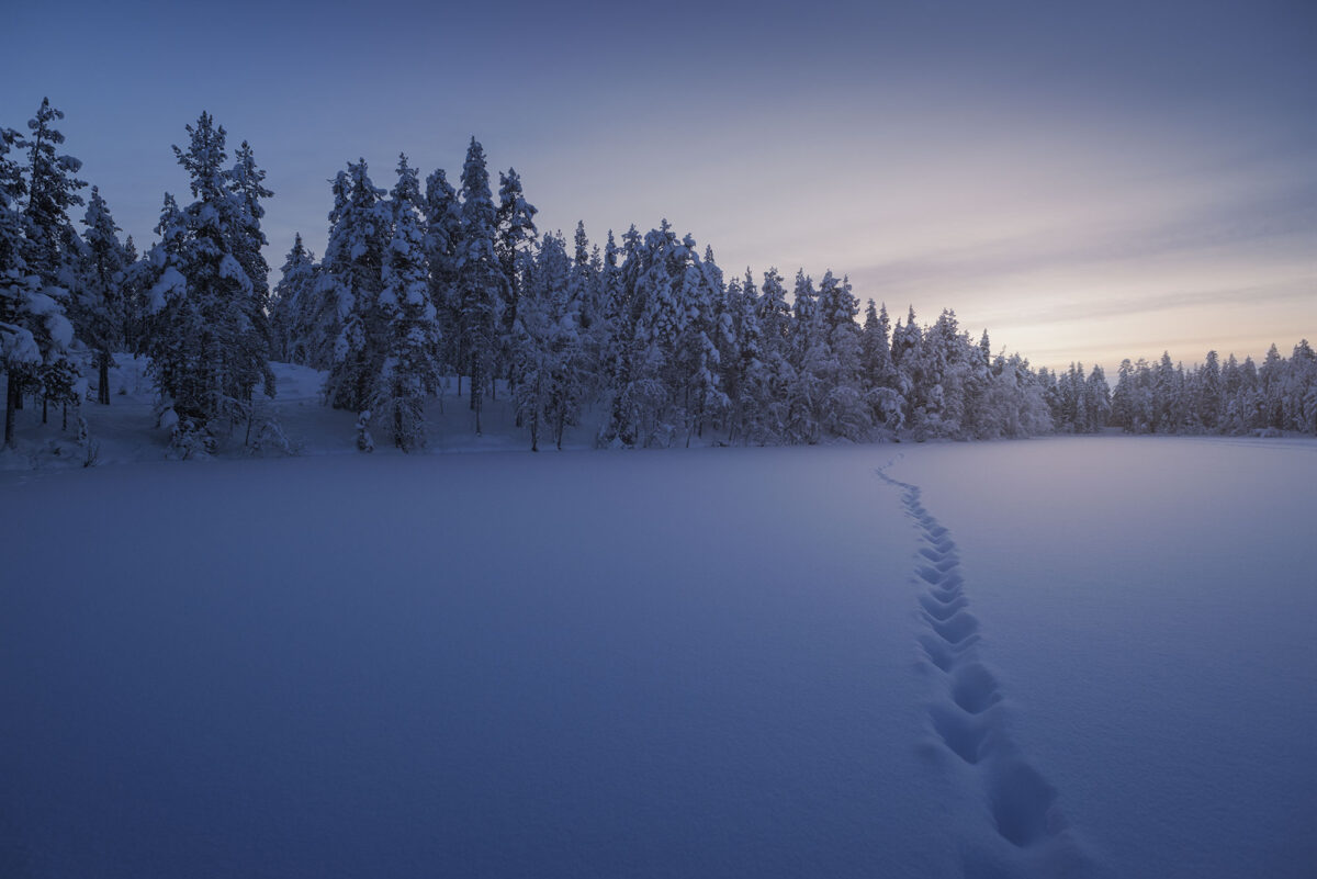 Snow-covered forest in Kiruna, Lapland, Sweden, at sunset with reindeer tracks in the snow.