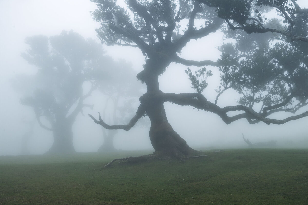 Misty Fanal Forest in Madeira, with ancient trees shrouded in fog and moody atmospheric light.