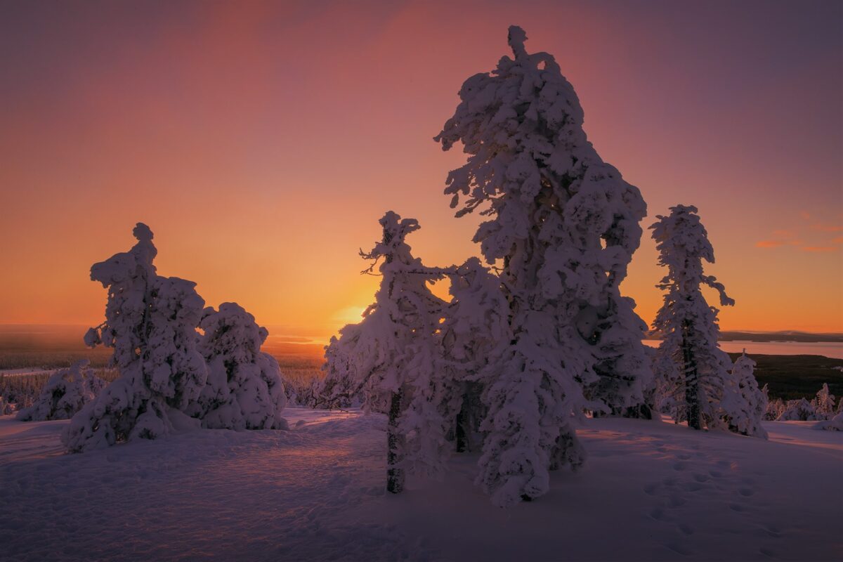 A stunning purple sunrise paints the sky over Riisitunturi National Park in Finland. The snow-covered pine trees create a perfect winter wonderland, with the tranquil landscape of Lapland bathed in soft hues of purple and pink, capturing the serene beauty of the Arctic.