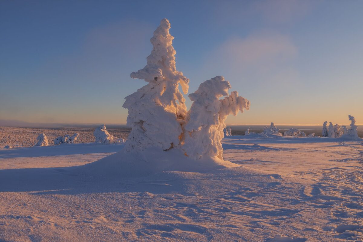 "Experience the serene beauty of Riisitunturi National Park in Lapland, Finland, through this captivating landscape sunrise photography. The snow-covered pine trees, bathed in the soft golden hues of the winter sun, create a magical winter wonderland. This stunning shot, taken during a road trip through Finland, showcases the tranquil essence of the Arctic landscape, making it a perfect moment of winter photography in the heart of Lapland.