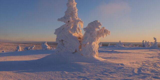 "Experience the serene beauty of Riisitunturi National Park in Lapland, Finland, through this captivating landscape sunrise photography. The snow-covered pine trees, bathed in the soft golden hues of the winter sun, create a magical winter wonderland. This stunning shot, taken during a road trip through Finland, showcases the tranquil essence of the Arctic landscape, making it a perfect moment of winter photography in the heart of Lapland.