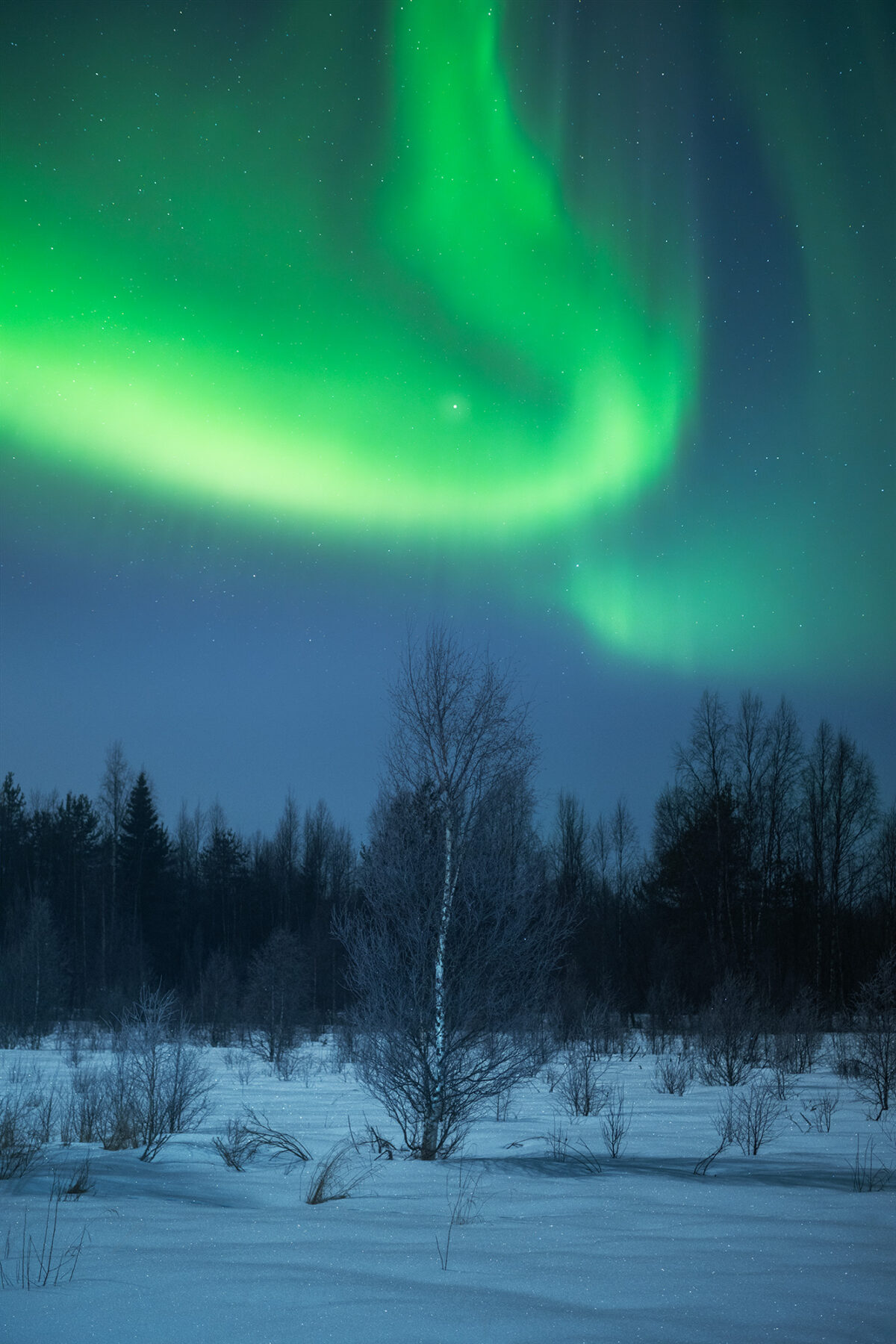 Stunning northern lights dance above the frozen trees in Levi, Lapland, Finland, illuminating the snowy landscape with vibrant green hues. This long-exposure winter landscape photograph captures the magic of the Arctic night, where snow-covered forests and the aurora create an unforgettable scene. A perfect example of northern lights photography in Finland, showcasing the beauty of Lapland’s untouched wilderness.
