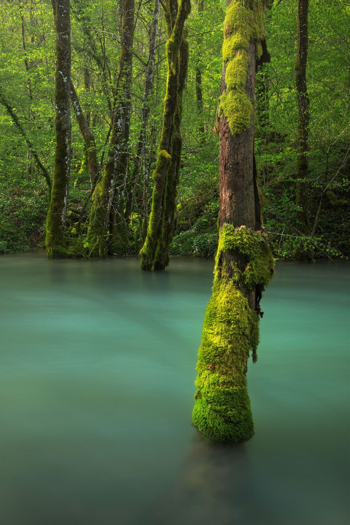 Long exposure landscape photo of a mossy tree surrounded by turquoise water at the Tufs waterfall, in the Jura region of France — a hidden natural gem.