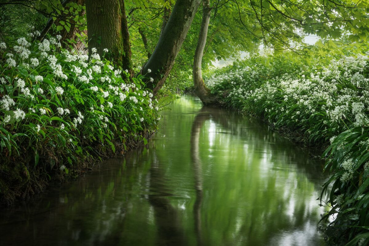 Wild garlic woodland photography featuring a small river in Allaman, Canton of Vaud, Switzerland. Captured in spring by Jennifer Esseiva using the Nikon Z8.