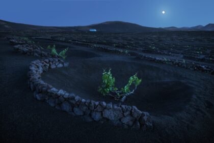 Landscape photography of the volcanic vineyards of La Geria in Lanzarote, Canary Islands, captured at blue hour under a full moon. The image features curved rows of vines surrounded by black volcanic soil, with distant volcanoes rising in the background. Soft, dusky light and moon glow create a surreal and serene atmosphere. Taken by Jennifer Esseiva with a Nikon Z8, this scene blends tradition, geology, and lunar magic.