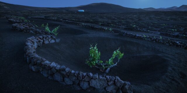 Landscape photography of the volcanic vineyards of La Geria in Lanzarote, Canary Islands, captured at blue hour under a full moon. The image features curved rows of vines surrounded by black volcanic soil, with distant volcanoes rising in the background. Soft, dusky light and moon glow create a surreal and serene atmosphere. Taken by Jennifer Esseiva with a Nikon Z8, this scene blends tradition, geology, and lunar magic.
