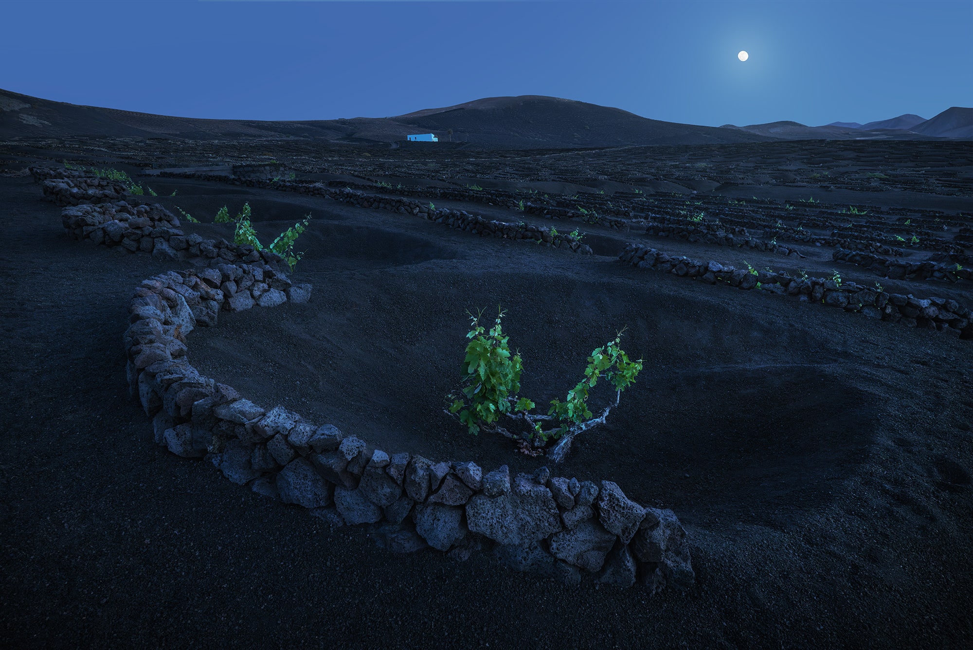 Landscape photography of the volcanic vineyards of La Geria in Lanzarote, Canary Islands, captured at blue hour under a full moon. The image features curved rows of vines surrounded by black volcanic soil, with distant volcanoes rising in the background. Soft, dusky light and moon glow create a surreal and serene atmosphere. Taken by Jennifer Esseiva with a Nikon Z8, this scene blends tradition, geology, and lunar magic.