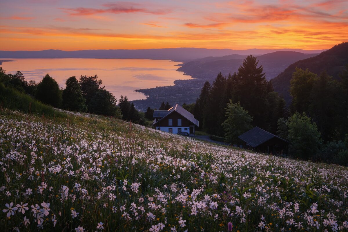 Spring sunset landscape photography above Montreux in Haut-de-Caux, showing blooming white flowers, traditional mountain houses, and a panoramic view of Lake Geneva and the Canton of Vaud in Switzerland.