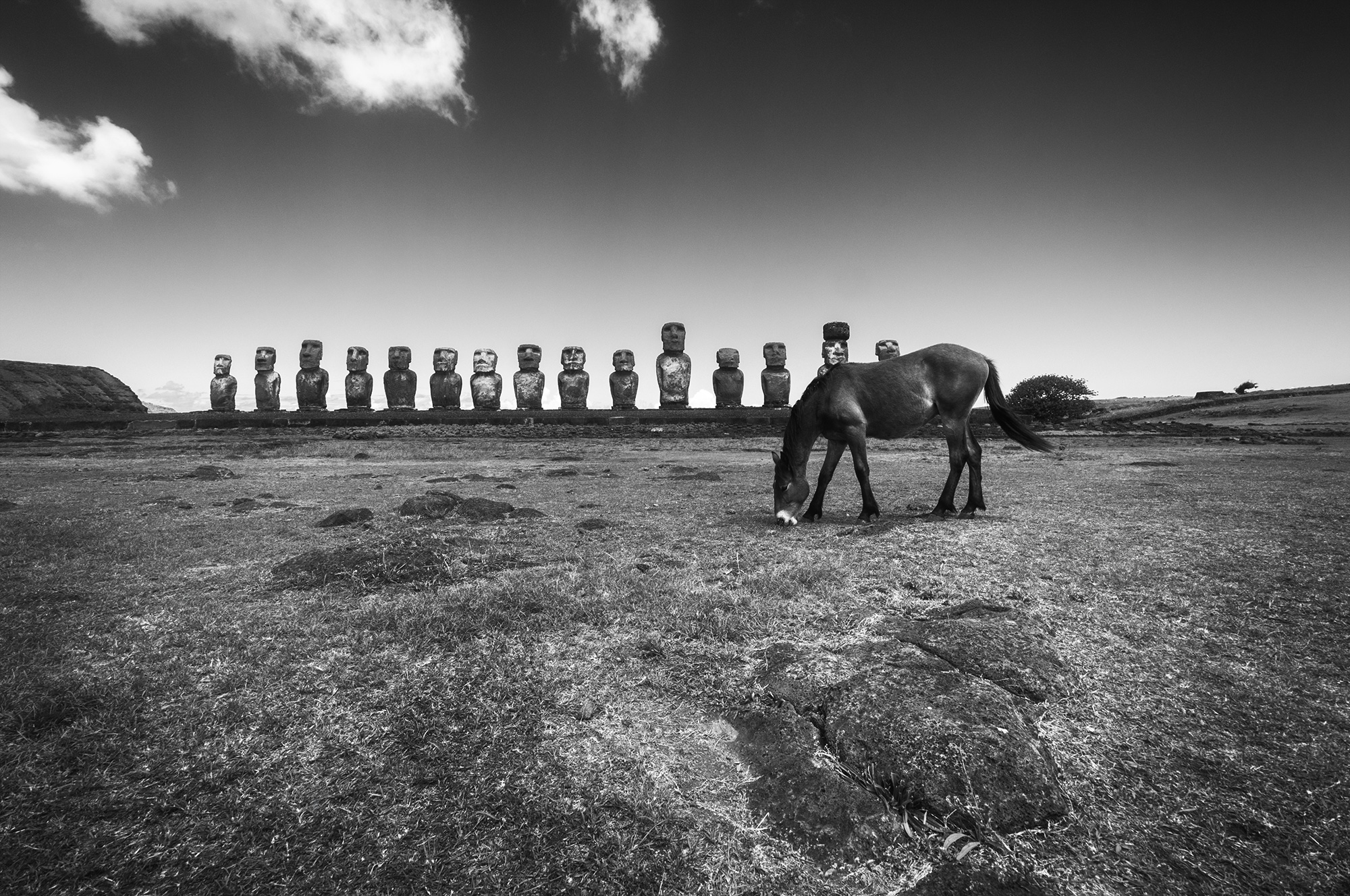 Black and white Easter Island landscape photography showing a horse standing in front of the Moai statues at Ahu Tongariki, capturing the dramatic contrast of Rapa Nui’s cultural heritage and wild nature.