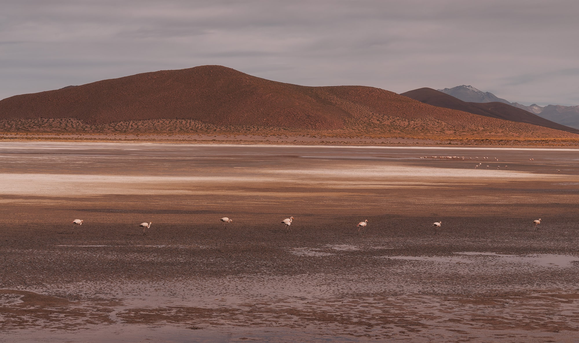 Landscape photography of flamingos walking in the lagunas altiplánicas on the Bolivian Altiplano near the Salar de Uyuni, showing desert scenery and Andean wildlife.