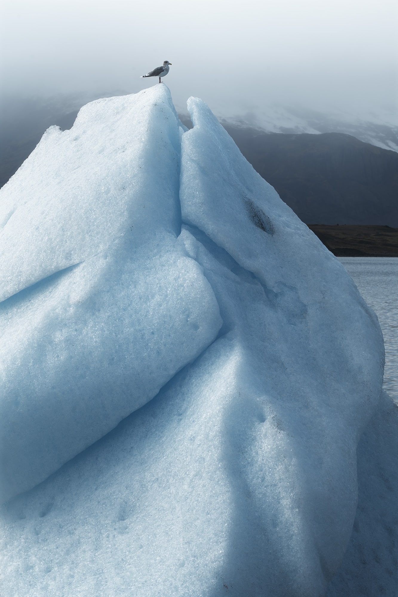 Vertical landscape photography of an iceberg with a seagull perched on top at Jökulsárlón Glacier Lagoon, Iceland, capturing the serene Arctic atmosphere of this iconic glacial landscape.