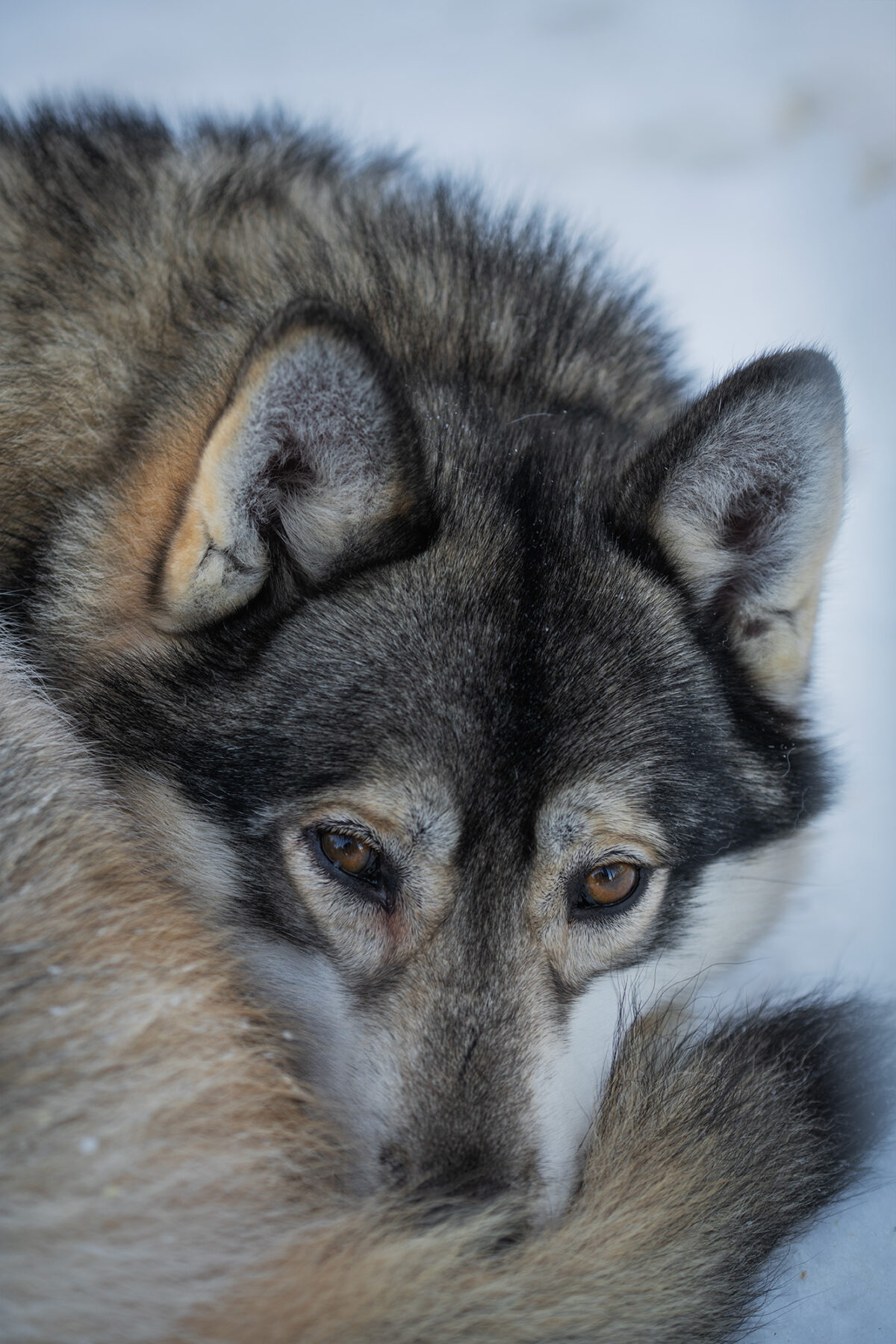A beautiful husky stands in the snowy landscape of Rovaniemi, Finland.