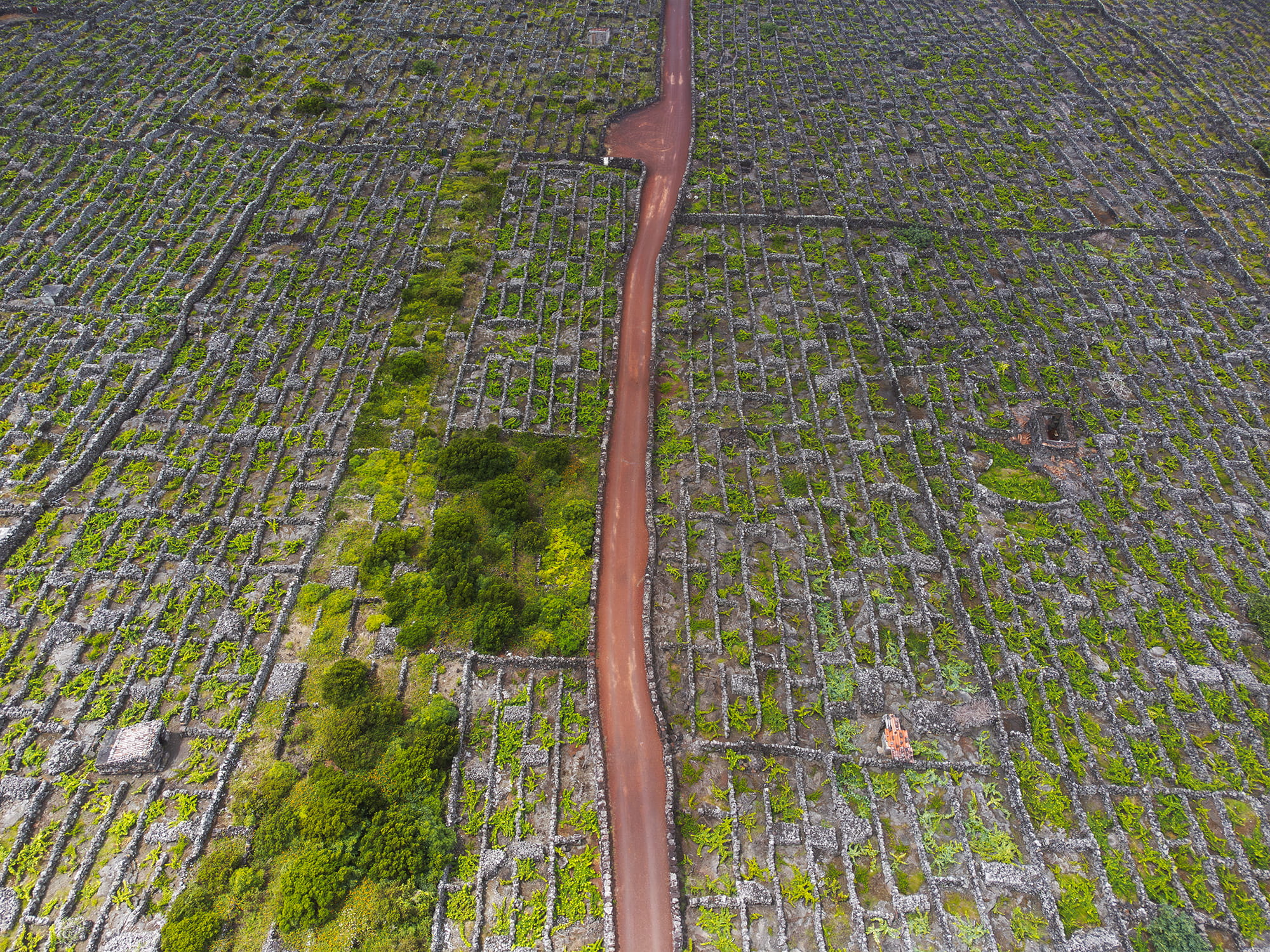 Drone landscape photography of the Criação Velha vineyards on Pico Island, Azores, showcasing geometric stone walls and volcanic terrain stretching toward the Atlantic Ocean.