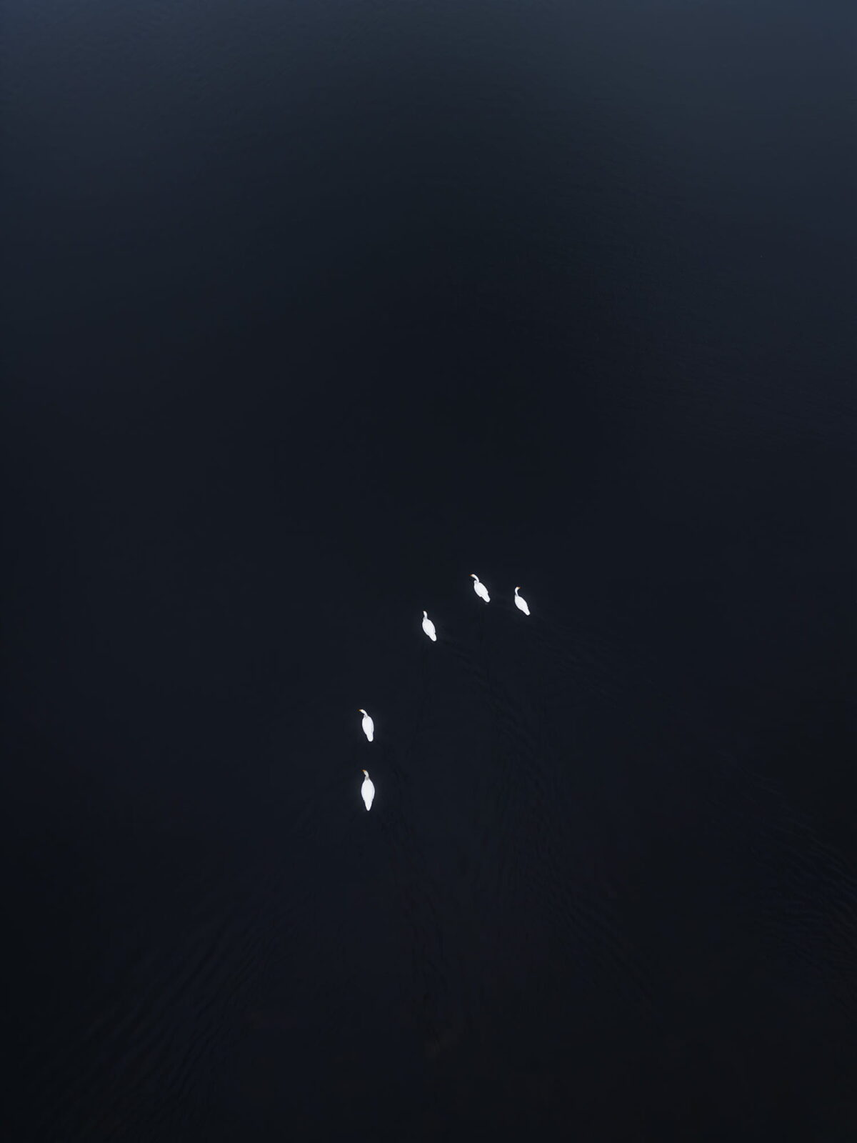 Minimalist aerial photography of swans swimming in dark water on a fjord near Eggum, Lofoten Islands, Norway.