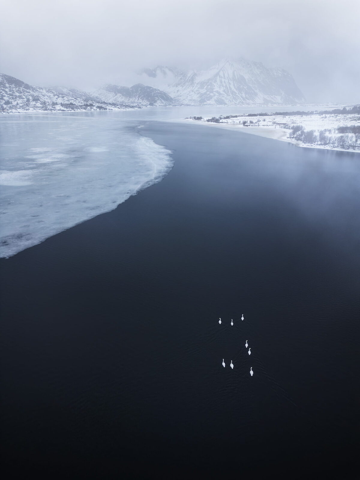 Aerial landscape photography of swans swimming on a fjord near Eggum in the Lofoten Islands, Norway, captured in winter with snowy mountains, ice and dark Arctic water.