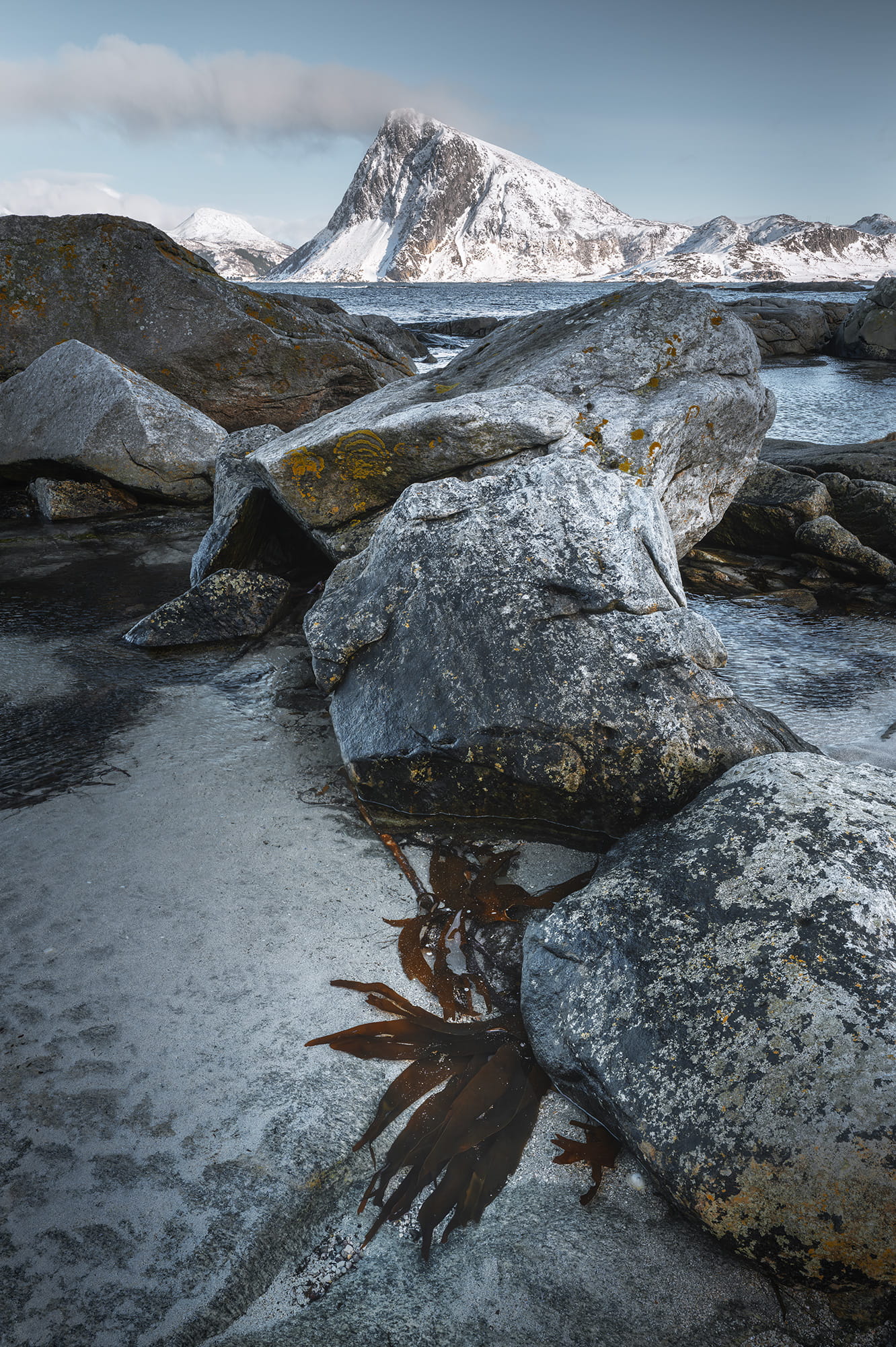 Winter seascape landscape photography near Myrland in the Lofoten Islands, Norway, featuring seaweed in the foreground, coastal rocks and a snow-covered mountain along the Arctic coast.