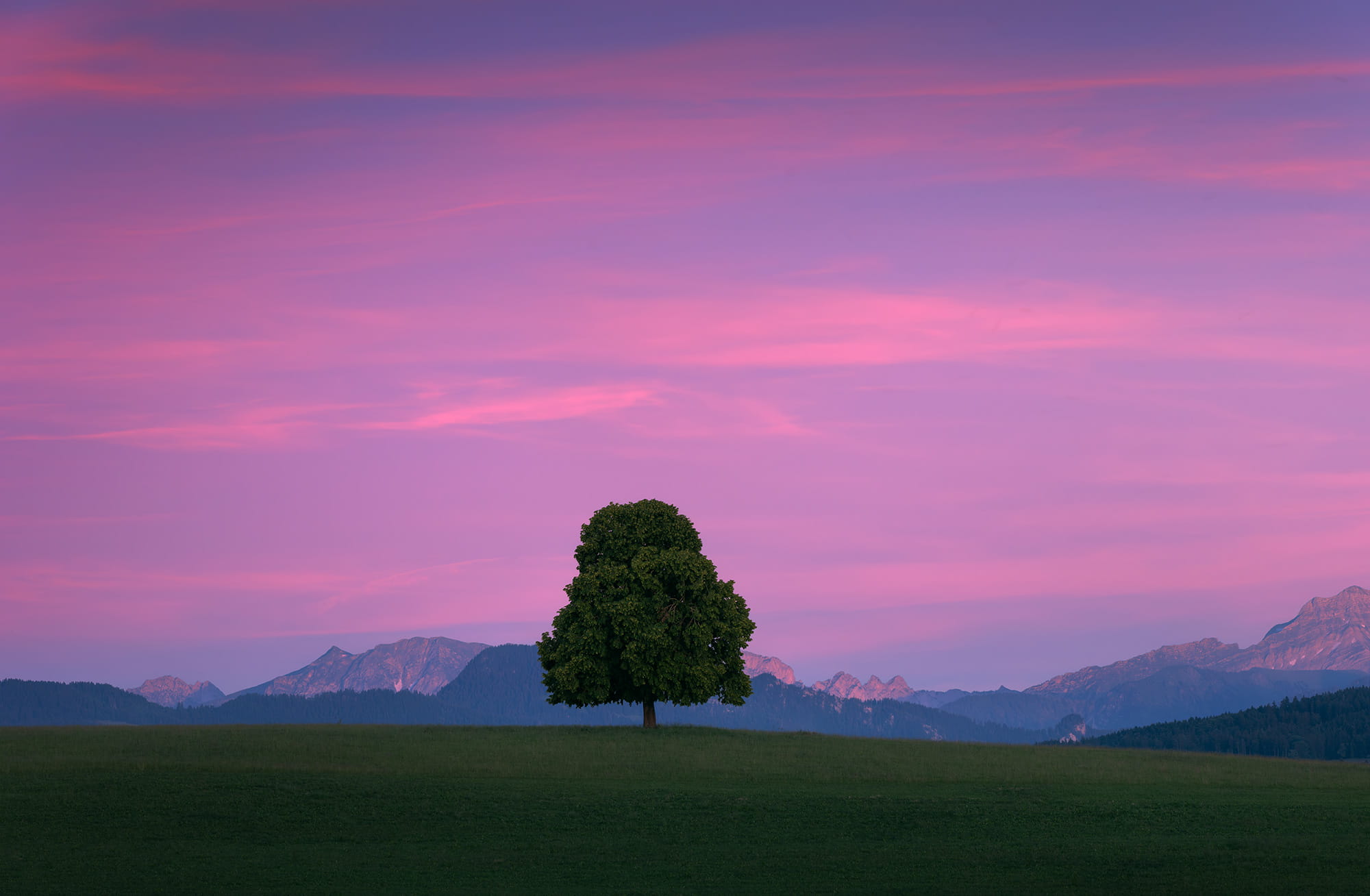 Lone tree in the Canton of Fribourg, Switzerland, photographed during blue hour beneath a pink sunset sky. Minimalist landscape featuring a solitary tree, rolling green meadow and distant Swiss Alps.