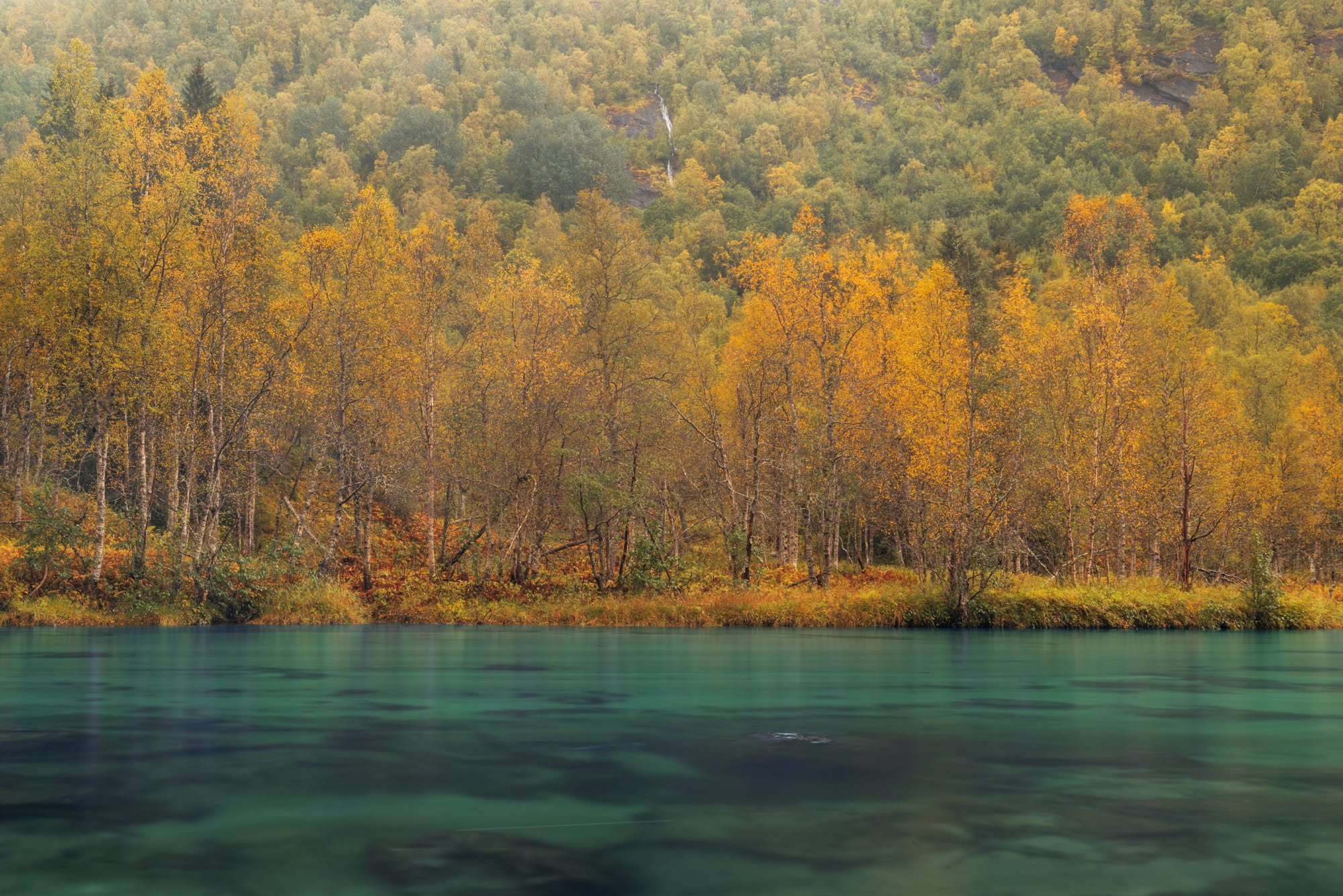 Autumn forest in Rago National Park, Northern Norway, with golden birch trees reflected in crystal-clear turquoise water beneath colourful fall foliage.