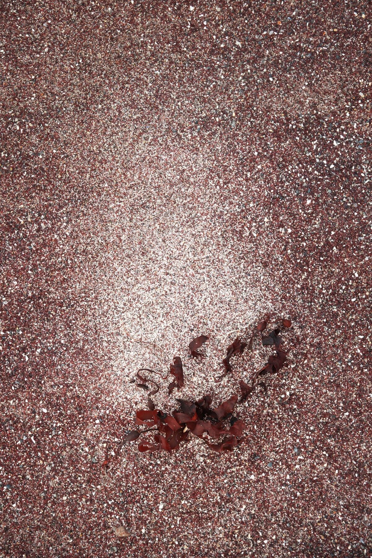 Minimalist beach detail at Mjelle Beach near Bodø, Northern Norway, featuring red seaweed resting on the distinctive pink sand.