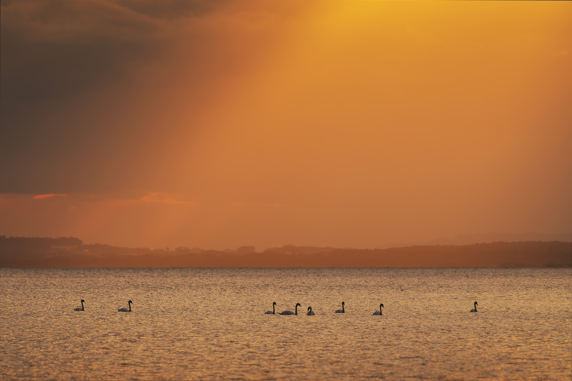 Swans swimming on Lake Neuchâtel, Switzerland, at sunrise beneath a warm golden sky reflected on the water.